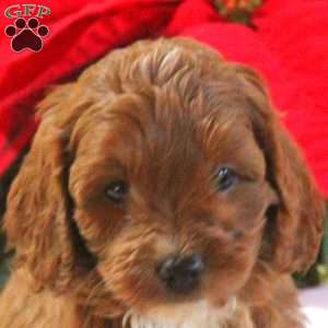 Mazwell, Cavapoo Puppy