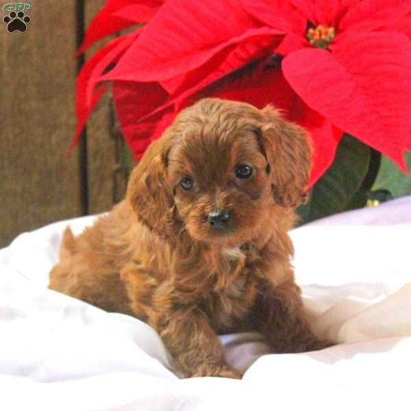 Megan, Cavapoo Puppy