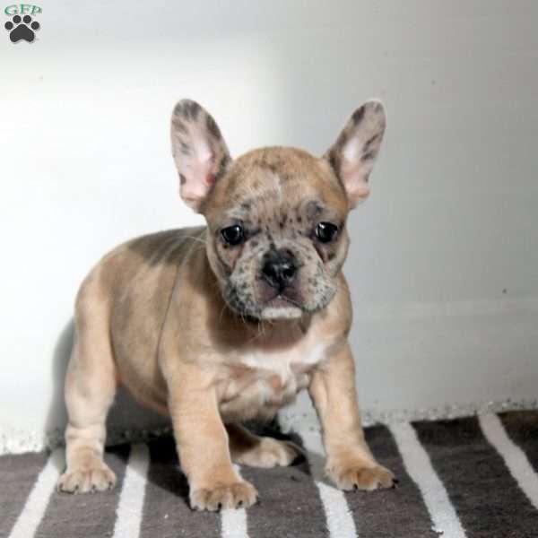 Mel, Frenchton Puppy