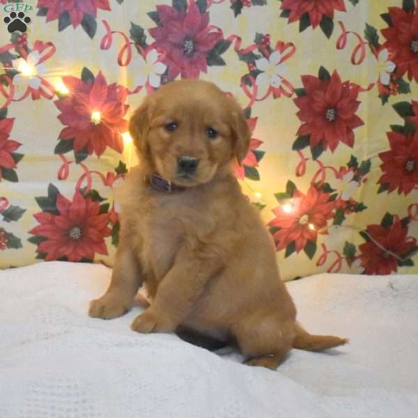 Melinda, Golden Retriever Puppy