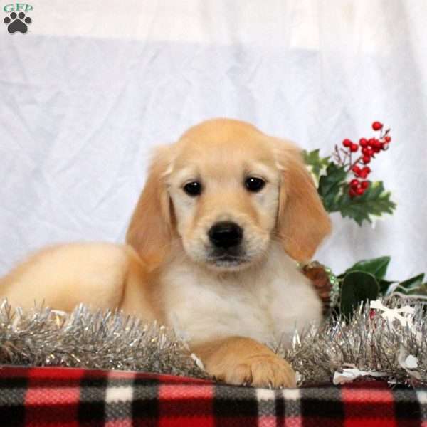 Melody, Golden Retriever Puppy