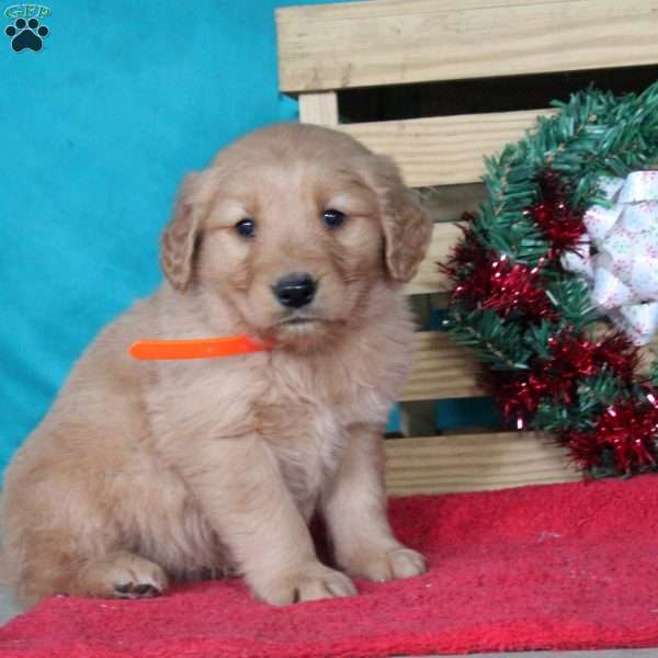 Melvin, Golden Retriever Puppy