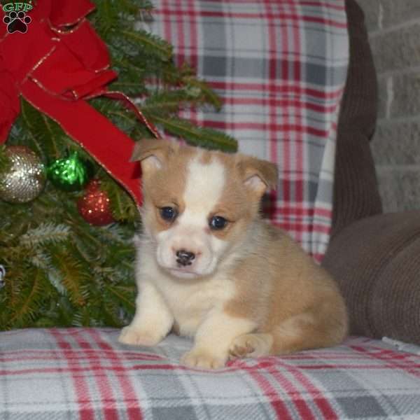 Merry, Pembroke Welsh Corgi Puppy