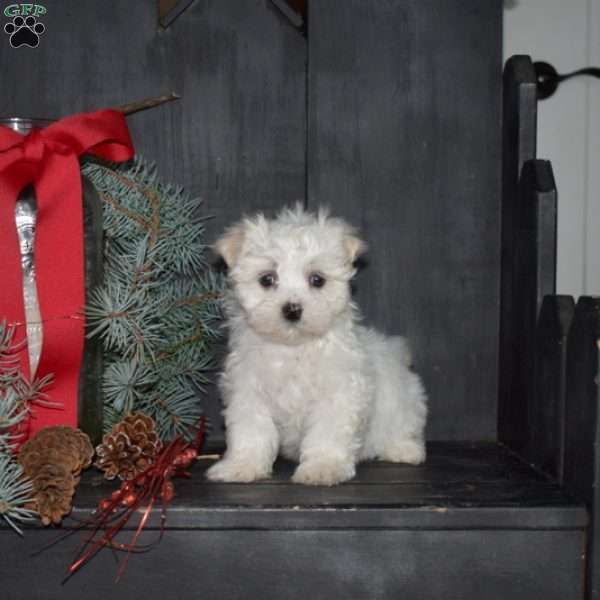 Merry, Maltese Puppy