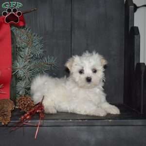 Merry, Maltese Puppy