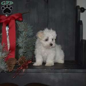 Merry, Maltese Puppy