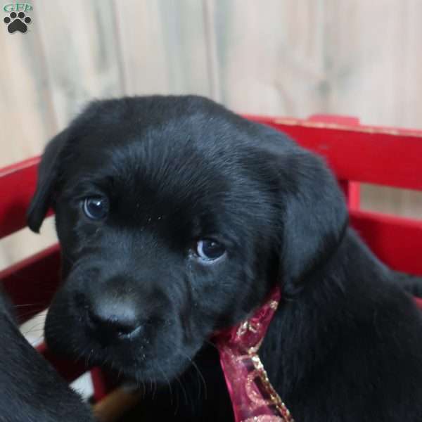 Merry, Yellow Labrador Retriever Puppy