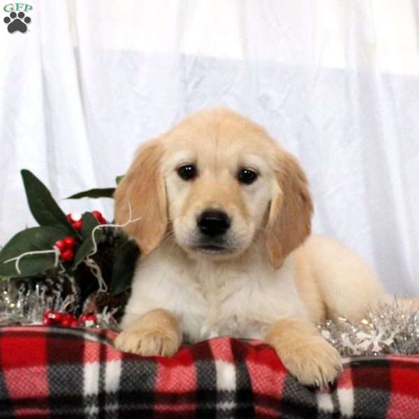 Mia, Golden Retriever Puppy