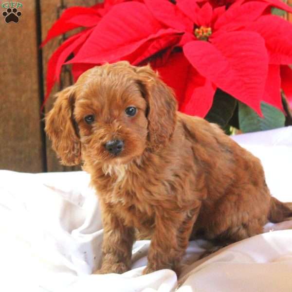 Micah, Cavapoo Puppy