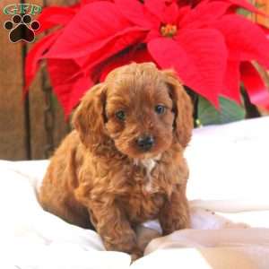 Micah, Cavapoo Puppy