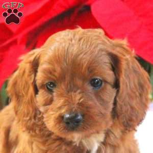 Micah, Cavapoo Puppy