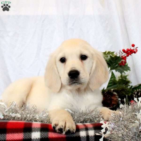 Micah, Golden Retriever Puppy