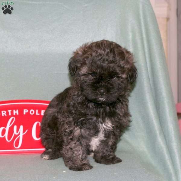 Mickey, Shih-Poo Puppy