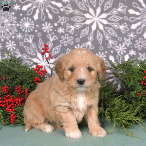 Mickey, Mini Goldendoodle Puppy