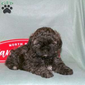 Mickey, Shih-Poo Puppy