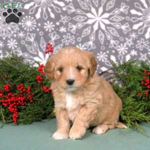 Mickey, Mini Goldendoodle Puppy