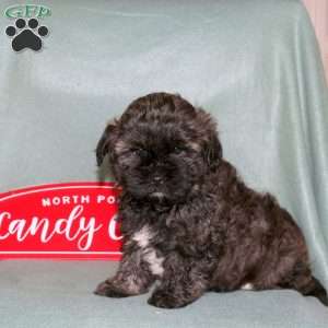 Mickey, Shih-Poo Puppy