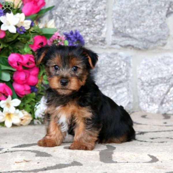 Mickey, Yorkie Puppy