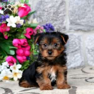 Mickey, Yorkie Puppy