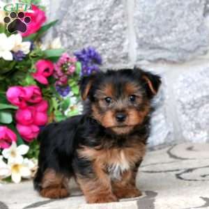 Mickey, Yorkie Puppy