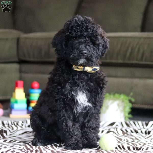 Midnight, Standard Poodle Puppy