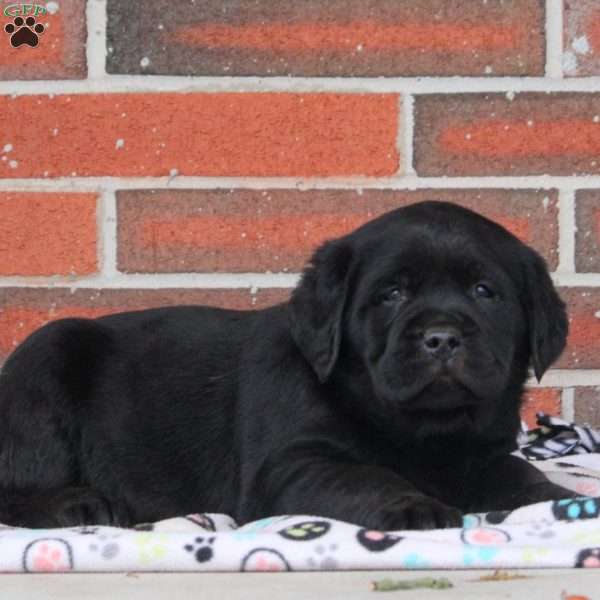 Midnight, Black Labrador Retriever Puppy