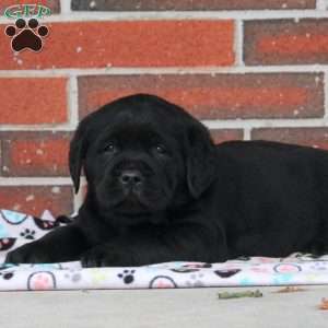 Midnight, Black Labrador Retriever Puppy