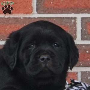 Midnight, Black Labrador Retriever Puppy