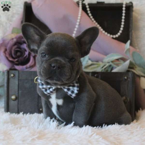 Midnight Voyage, French Bulldog Puppy