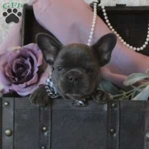 Midnight Voyage, French Bulldog Puppy