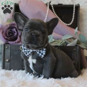 Midnight Voyage, French Bulldog Puppy