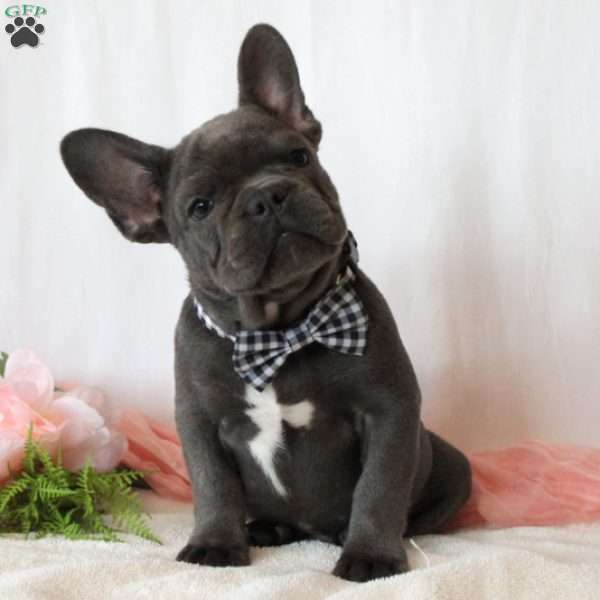 Midnight Voyage, French Bulldog Puppy