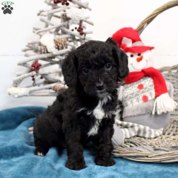 Midnight, Cavapoo Puppy