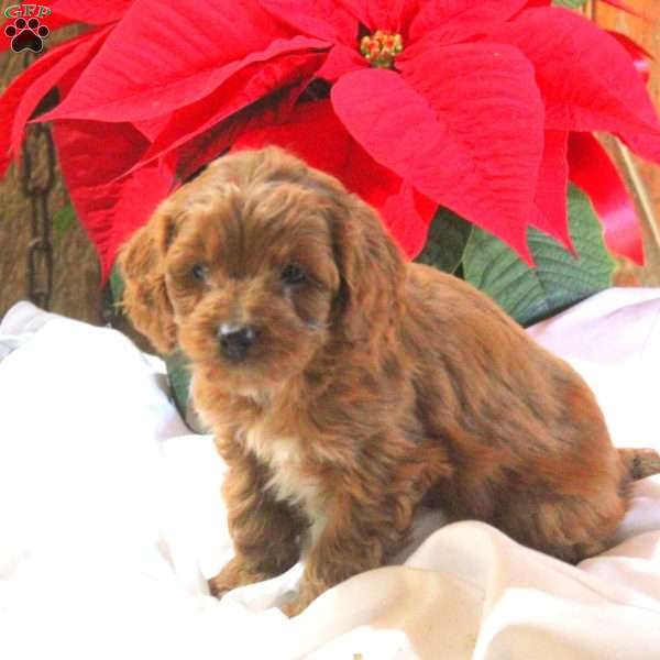 Miles, Cavapoo Puppy