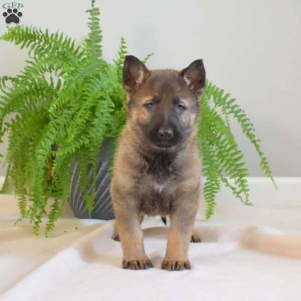 Miles, German Shepherd Puppy