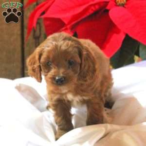 Miles, Cavapoo Puppy