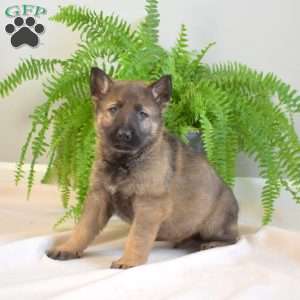 Miles, German Shepherd Puppy