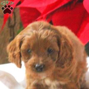 Miles, Cavapoo Puppy