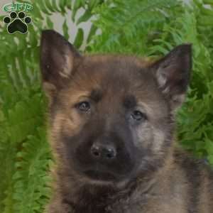 Miles, German Shepherd Puppy