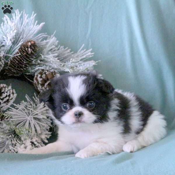 Miley, Japanese Chin Puppy