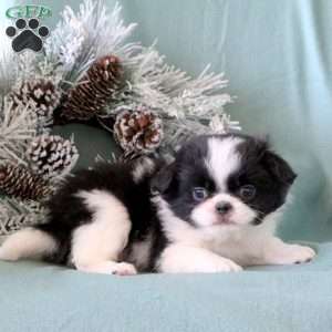 Miley, Japanese Chin Puppy