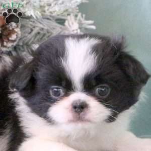 Miley, Japanese Chin Puppy