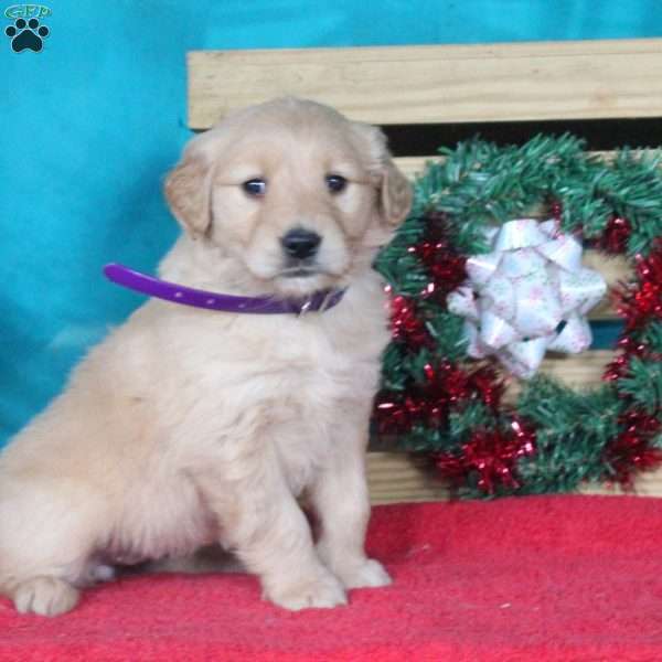 Millie, Golden Retriever Puppy