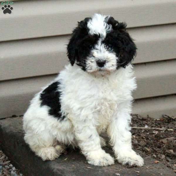 Millie, Mini Goldendoodle Puppy