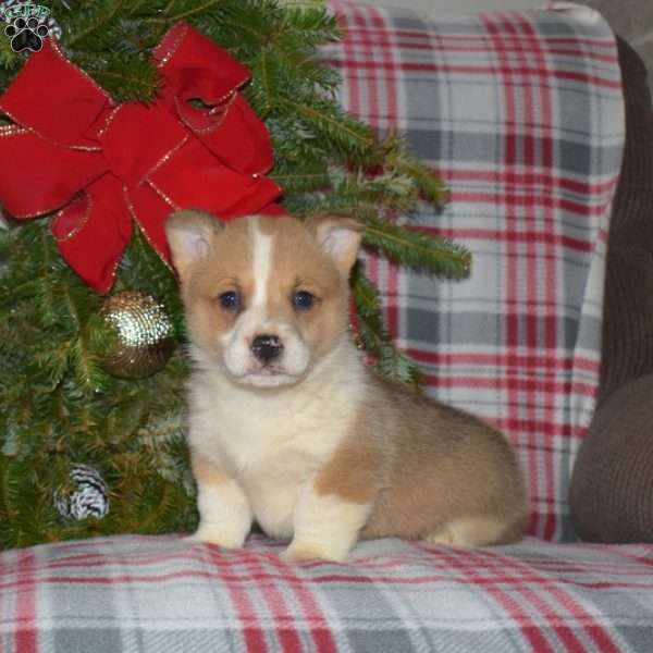 Milo, Pembroke Welsh Corgi Puppy