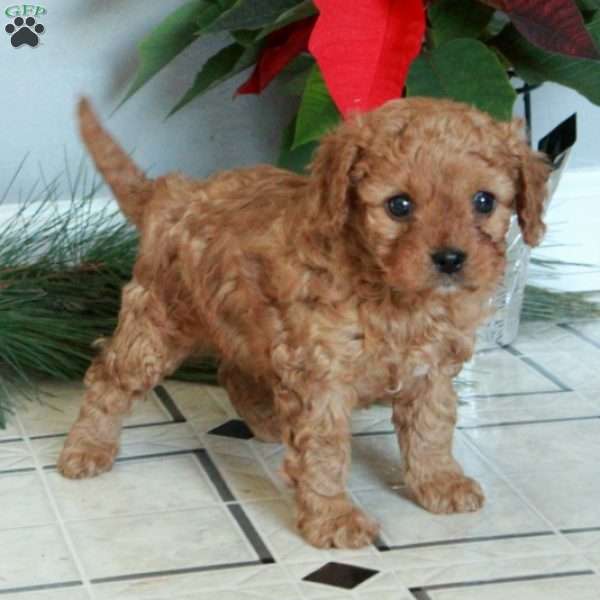 Milo, Cavapoo Puppy