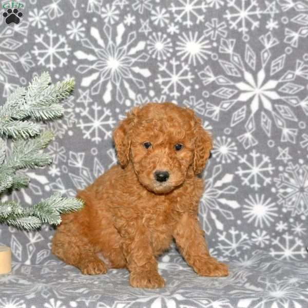 Milo, Mini Goldendoodle Puppy