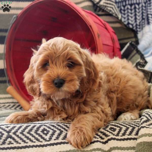 Milo, Cockapoo Puppy