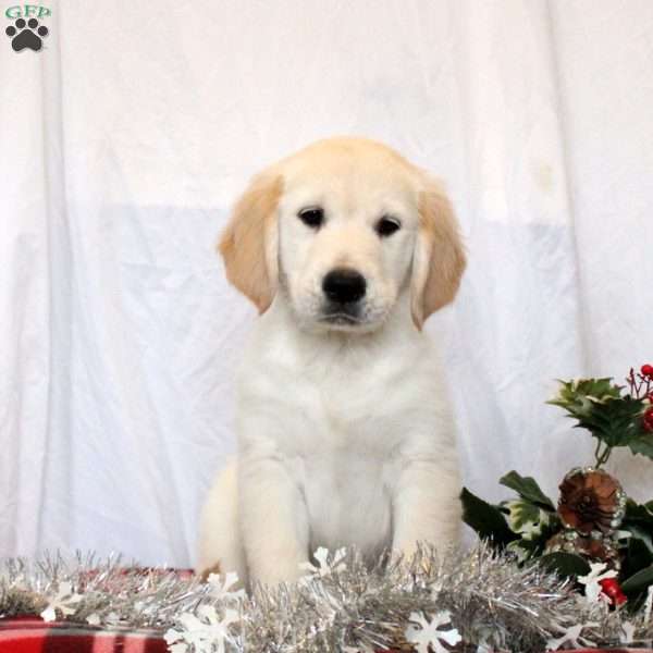 Milo, Golden Retriever Puppy