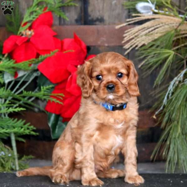 Milo, Cavalier King Charles Spaniel Puppy